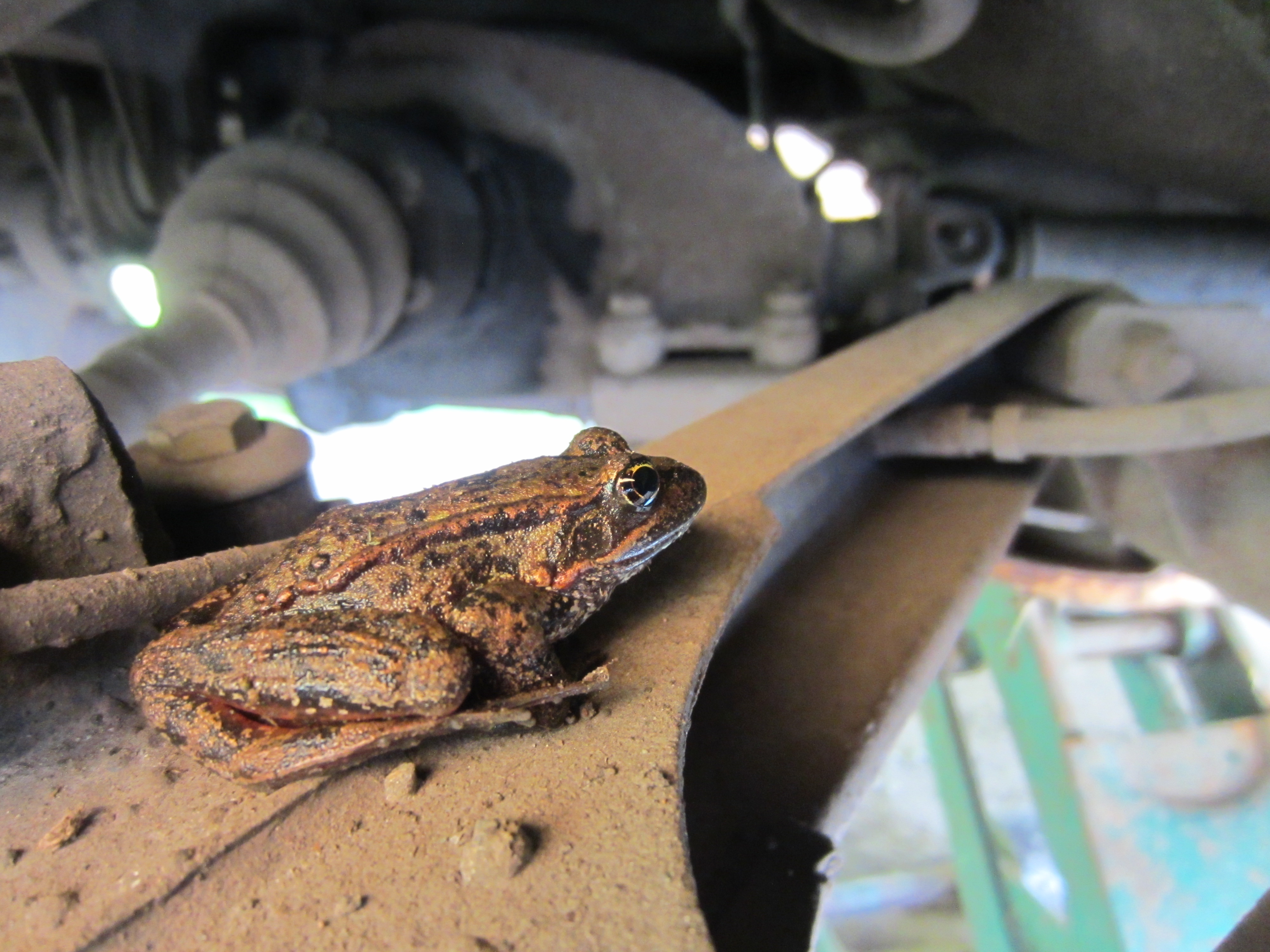 Mice killed Jenn's fuel pump - Page 2 - BMW 2002 and other '02 - 2002FAQ