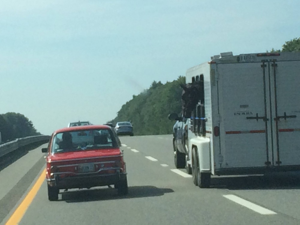 I-95 South Horse Trailer 02.jpg