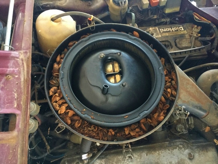 Mice and acorns in my radiator - BMW 2002 and other '02 - 2002FAQ