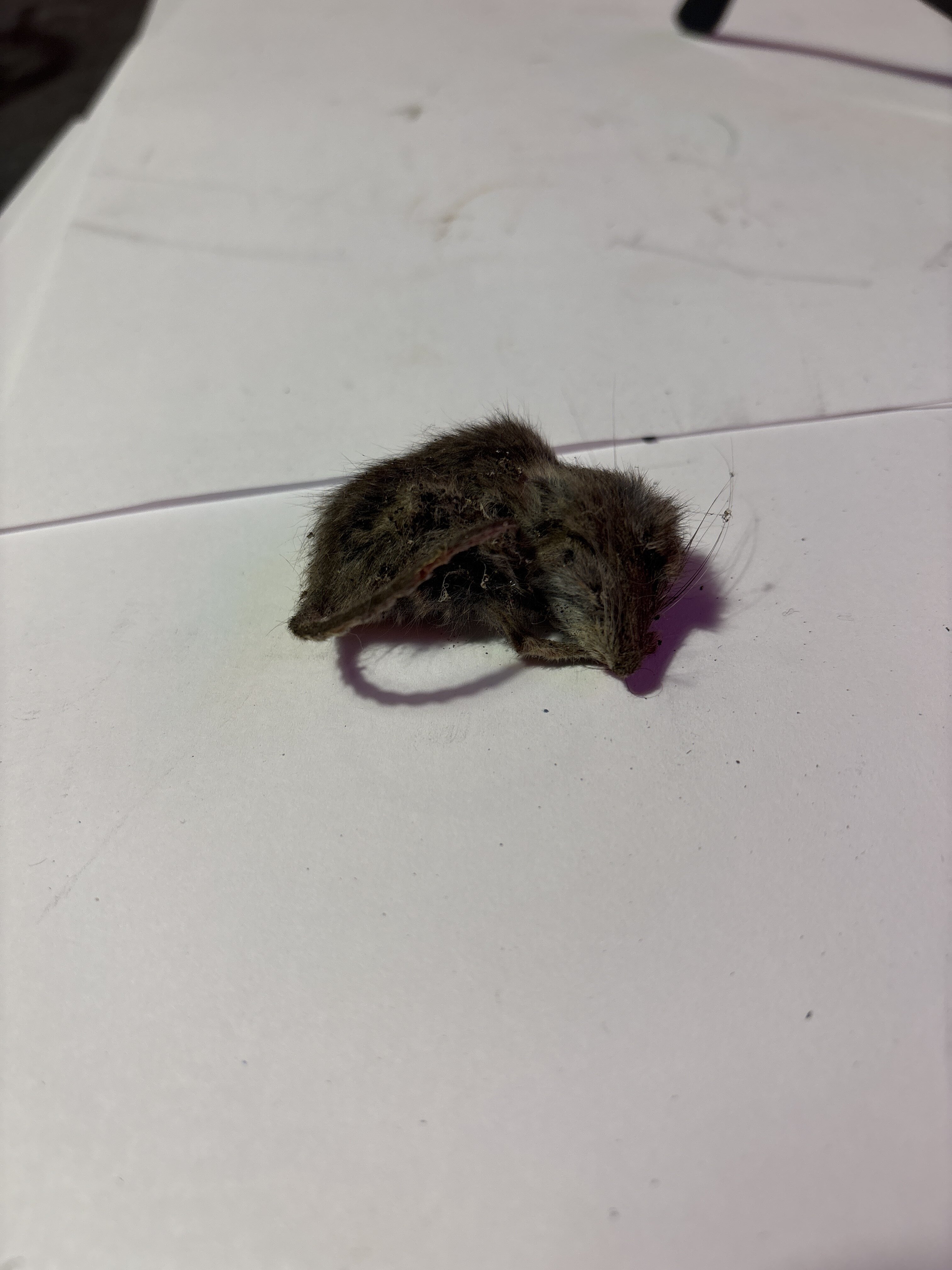 Crusty the Mouse |﻿ Miscellaneous