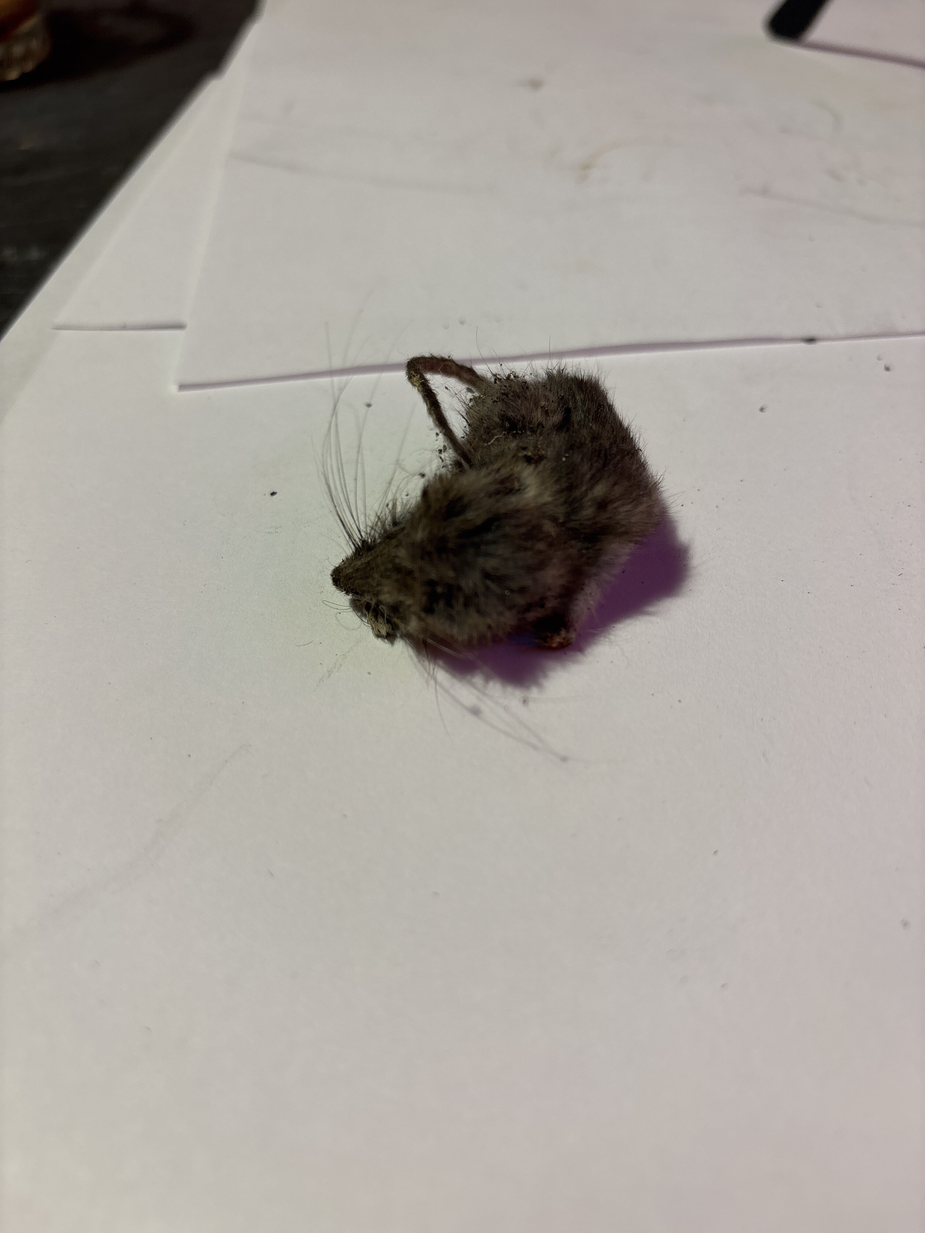 Crusty the Mouse |﻿ Miscellaneous