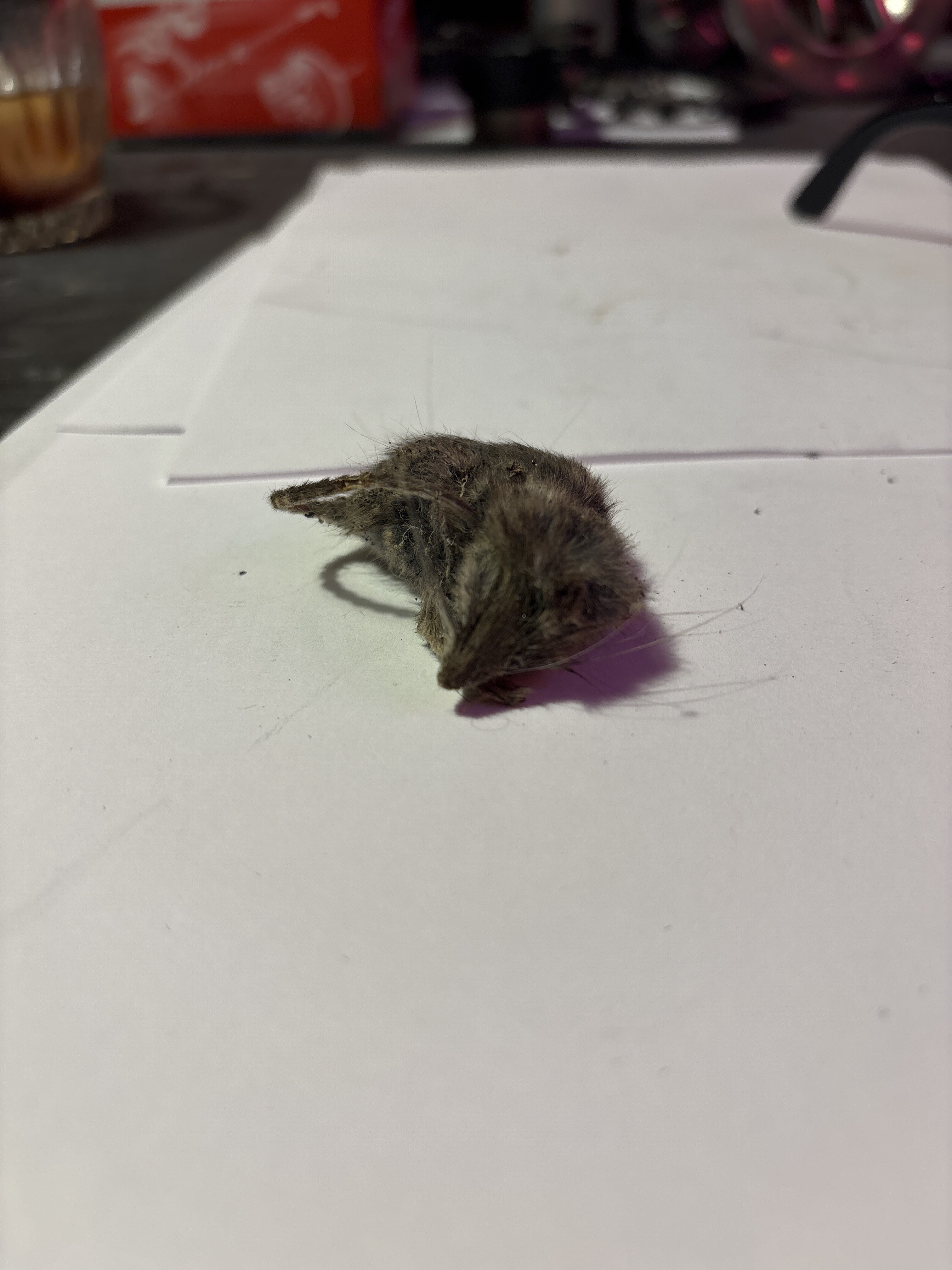 Crusty the Mouse |﻿ Miscellaneous
