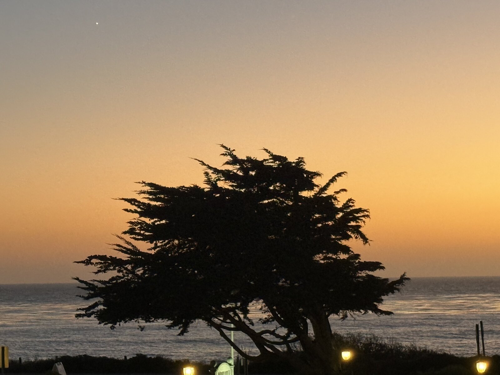 A coastal tree silhouetted against the warm sunset over the ocean
